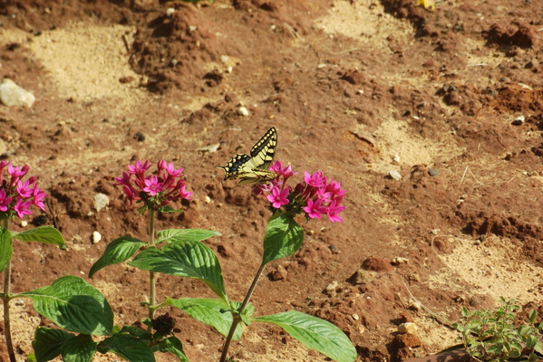 Product picture Beautiful butterfly in my garden